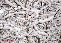 元宵节大雪，发几张